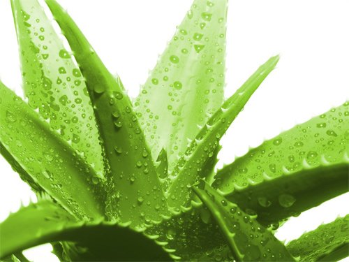 các loại cây giúp thanh lọc không khí trong nhà