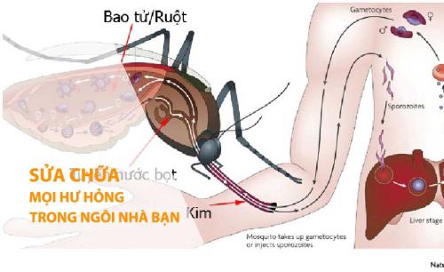 Phòng Tránh Sốt Xuất Huyết – Chuyện Không Của Riêng Ai!