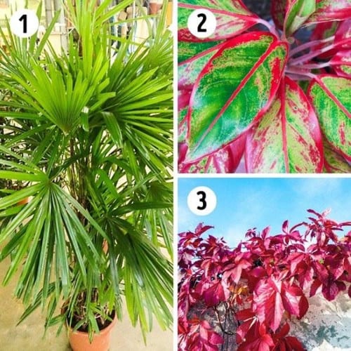 15 loại cây cảnh lọc bụi, lọc khí độc, bức xạ tốt nhất mà nhà nào cũng nên trồng