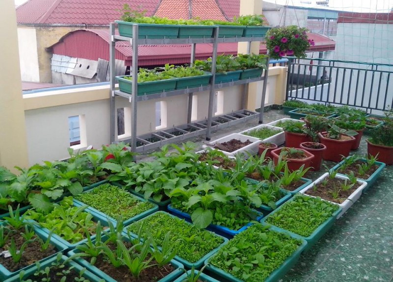 Dịch vụ lắp đặt giàn kệ trồng rau sạch tại nhà