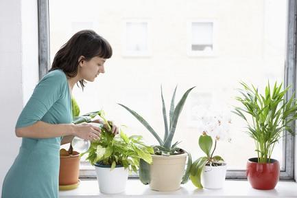 6 cách làm sạch không khí trong phòng đơn giản hiệu quả